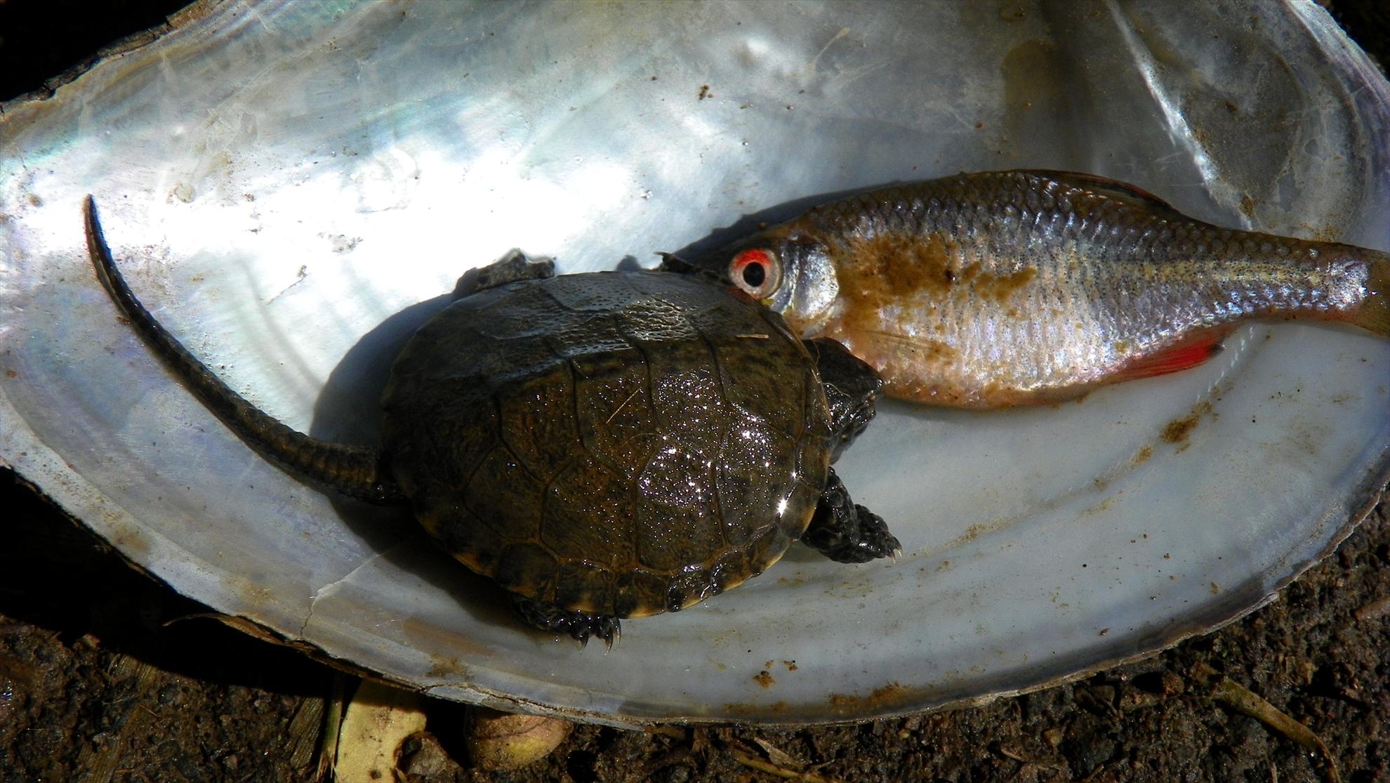 Crapmania (2) - 2011 - 1001214.JPG